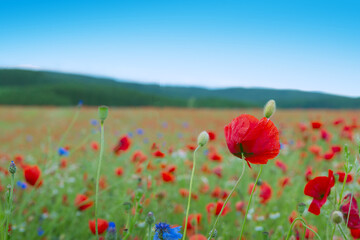 Red poppy flowers on blue sky background.