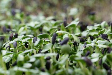 microgreens green close up flower grow fresh farm 