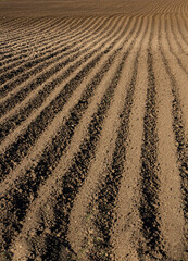 Large furrows in a plowed field for spring planting, vertical view