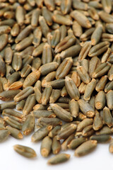 Highland barley is a variant of barley, mainly in Tibet, is the staple food of Tibetan people on white background.