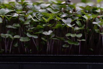 Obraz premium microgreens green close up flower grow fresh farm 