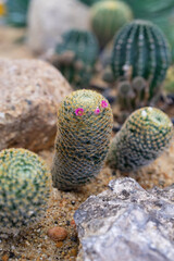 Cactus photos and cactus background