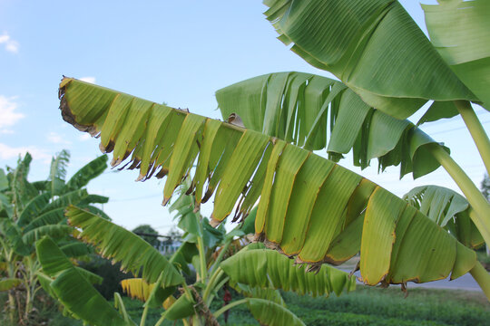 the banana tree is getting sick to panama disease or dead banana tree
