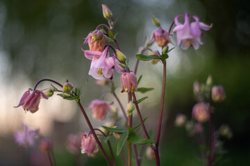 Pink Common colombine - Aquilegia vulgaris