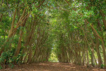 Obraz premium 大府市 大府みどり公園の新緑の森