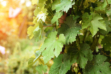 Grape leaves, early morning bush.