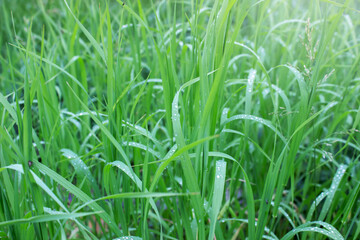 Background of fresh green grass. Close-up