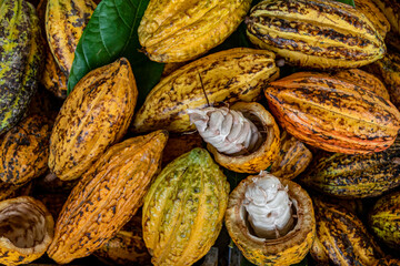 Cacao pods cocoa pods organic chocolate farm Thailand, Cacao Thailand pods, Fresh cocoa pod cut exposing cocoa seeds, with a cocoa plant in Thailand, Macro of Cocoa pods