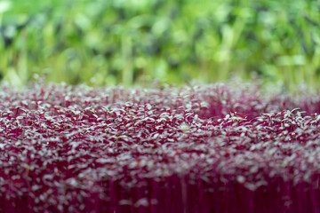 Fototapeta premium microgreens green close up flower grow fresh farm 