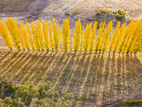 Aerial view of long shadows cast by a row of Autumn trees