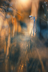 Ważka Łątka dzieweczka (Coenagrion puella) © Iwona