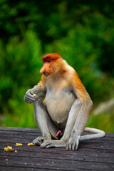 Foraging, conservation animals, animals, proboscis monkey
