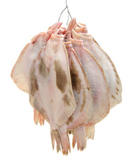 Psetta maxima (Turbot Fish) isolated on white background