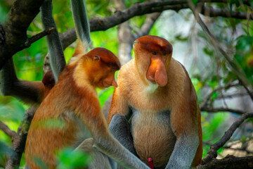 Foraging, conservation animals, animals, proboscis monkey
