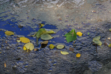 Fallen leaves on wet asphalt after heavy rain