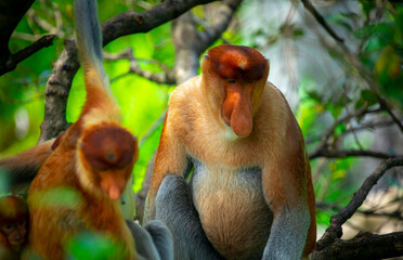 Foraging, conservation animals, animals, proboscis monkey