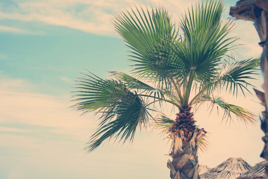 Beautiful view of palm tree outdoors on sunny summer day. Stylized color toning © New Africa