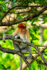 Foraging, conservation animals, animals, proboscis monkey