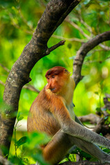 Naklejka premium Foraging, conservation animals, animals, proboscis monkey