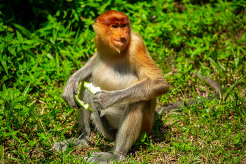 Foraging, conservation animals, animals, proboscis monkey