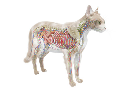 3d rendered illustration of the cat anatomy