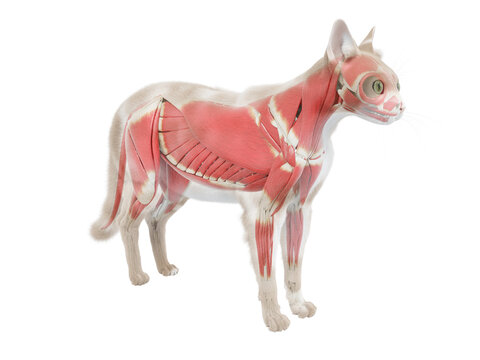 3d Rendered Illustration Of The Cat Anatomy - The Muscle System