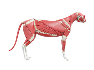 3d rendered illustration of the cat anatomy - the muscle system © Sebastian Kaulitzki