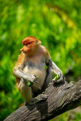Naklejka premium Foraging, conservation animals, animals, proboscis monkey