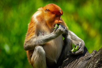 Naklejka premium Foraging, conservation animals, animals, proboscis monkey