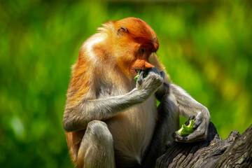 Fototapeta premium Foraging, conservation animals, animals, proboscis monkey