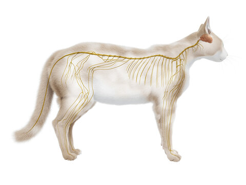 3d rendered illustration of the cat anatomy - the nervous system