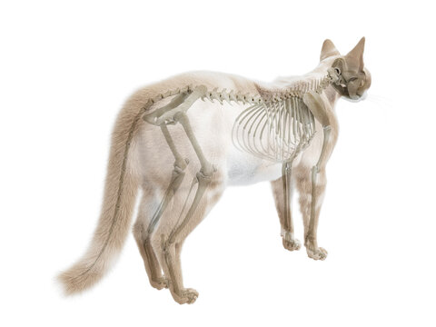 3d rendered illustration of the cat anatomy - the skeletal system