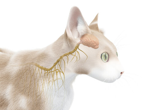 3d rendered illustration of the cat anatomy - the brain