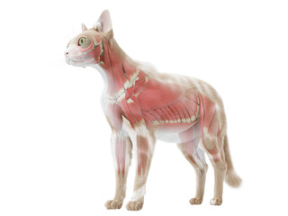 3d rendered illustration of the cat anatomy - the muscle system