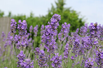 a row purple lavender flowers and a green and blue background in springtime