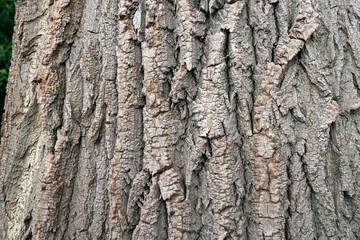 Closeup of the bark of a very thick tree in a Dutch forest.