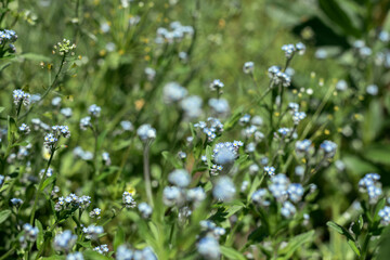 Small blue flowers - forget-me-not and green grass.