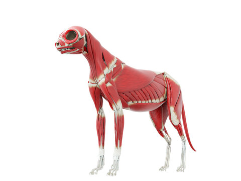 3d Rendered Illustration Of The Cat Anatomy - The Muscle System