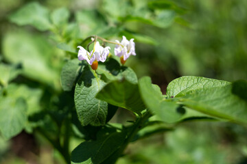 Potato flower. Ripening vegetables in the field. White flowers on a bush on a blurred green background