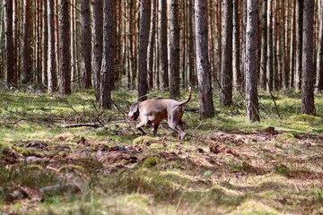 Weimaraner running through the woods 