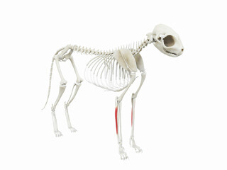 3d rendered illustration of the cats muscle anatomy - extensor carpi ulnaris