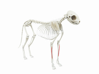 3d rendered illustration of the cats muscle anatomy - extensor digitorum communis