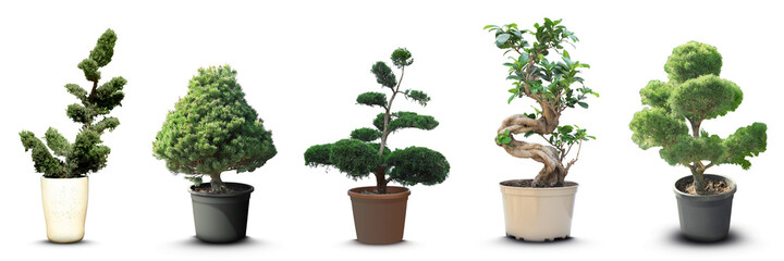 Set with different beautiful bonsai trees on white background. Banner design