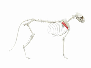 3d rendered illustration of the cats muscle anatomy - infraspinatus