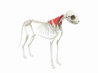3d rendered illustration of the cats muscle anatomy - trapezius