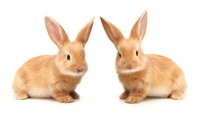 two rabbits on white background