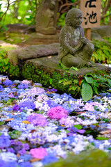 Fototapeta na wymiar 池に浮かぶ紫陽花