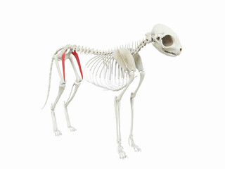 3d rendered illustration of the cats muscle anatomy -  rectus femoris