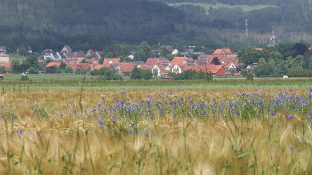 A field of barley with blue cornflowers