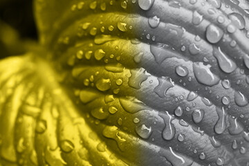 Macro photography of the fresh glossy leaf with rain drops on it. Beautiful natural background. Textured botany surface. Horizontal photo with copy space.Colored in two trendy colors - yellow,grey.
